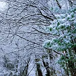 Bed & Breakfast La Casa Nel Bosco Beb