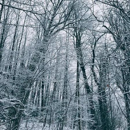 Bed & Breakfast La Casa Nel Bosco Beb